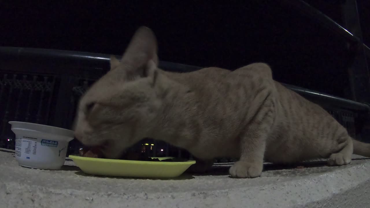 ED SHEERAN - Homeless cat in Ras Al Khaimah, UAE #cat #cats #EdSheeran #emirates #rak #ae #UAE #food