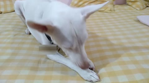 Alia Enjoying Gnawlers Treat ASMR - #dogtreats #dogfeeding #asmr #asmreating