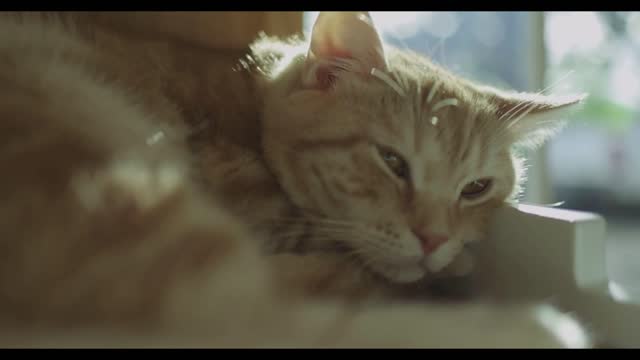 Yellow Cat Sleeps Front Of The Window In The Rays Of Sunlight. Cat Lifestyle Pet Family Member