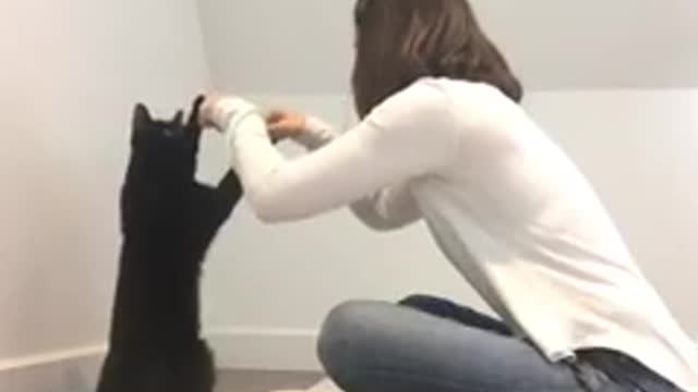 # Entligent cat handshake!!? Watch this video!