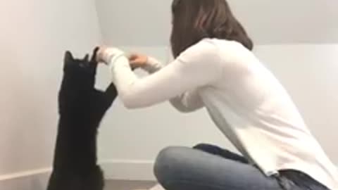 # Entligent cat handshake!!? Watch this video!