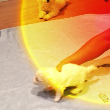 Cute Puppies Having Fun