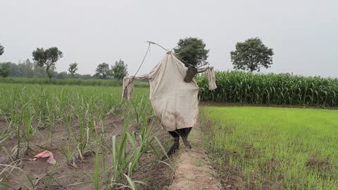 ধান গুলো অনেক সুন্দর