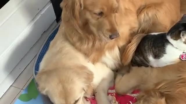 various puppies and kittens