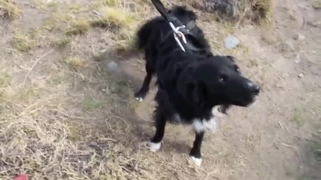 Flying dog on a zipline