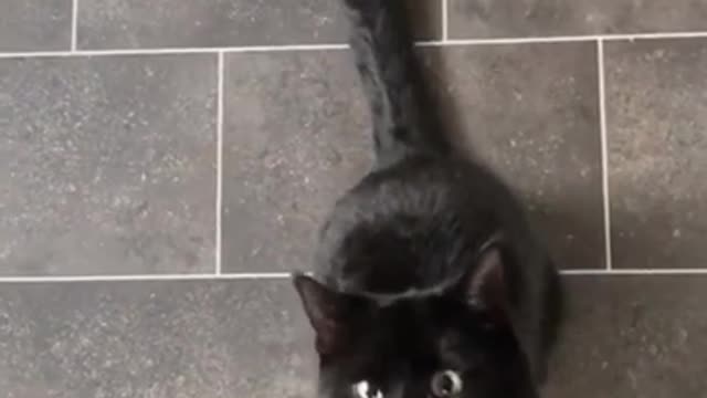 Just give me the cheese hooman
