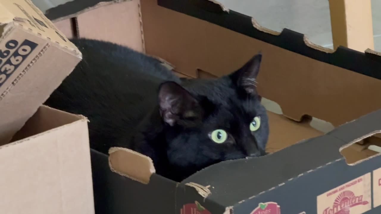 Adopting a Cat from a Shelter Vlog - Cute Precious Piper is Better Than Electronic Security