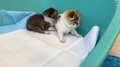 "Mom is my kitten!" - the baby monkey is worried and does not give the kitten