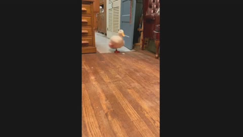 Duck hilariously runs back and forth throughout house