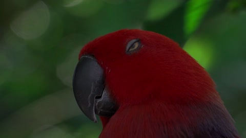 Funny parrot and beautiful