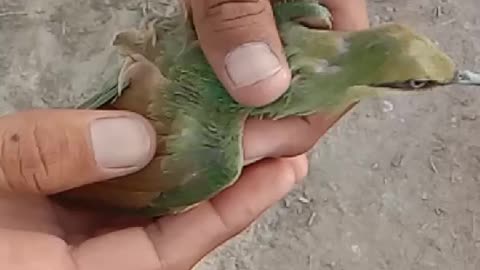 a green bird