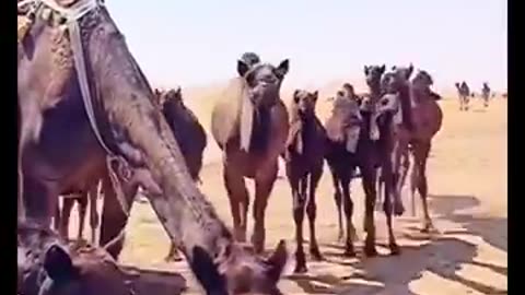 Camel 🐫 water Drinking