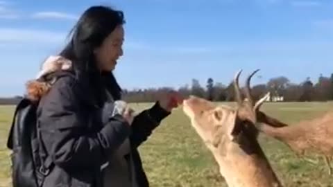 Amazing girl feeding a deer