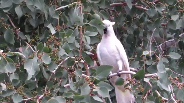 Pretty Bird singing, Watch till the end.