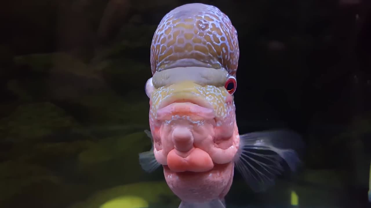 10th Month Update – My Flowerhorn’s Hump (Kok) Shrunk