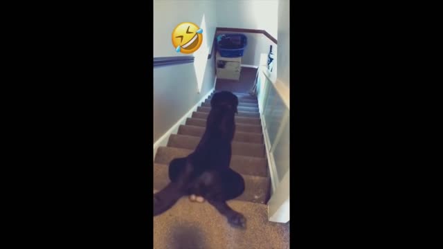 Memes - Funny Animal Moments - Funny Cats - Jokes with Cats - Funny Animals - Dogs - Funny Videos