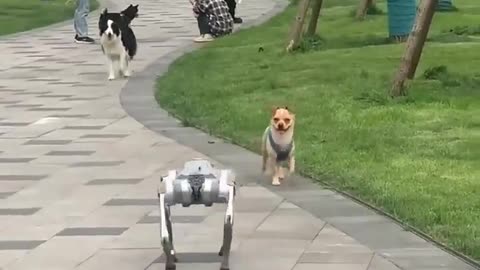 Dogs respond to a robot dog