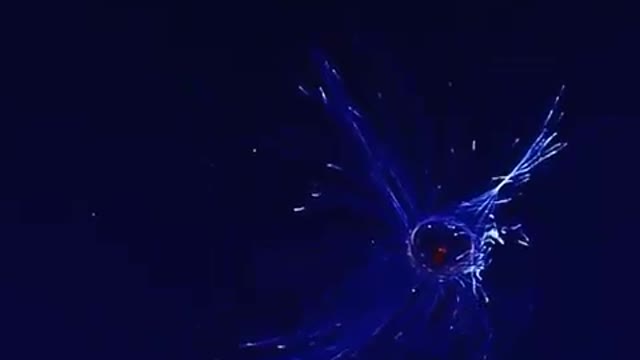 An unknown marine creature