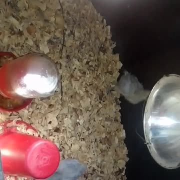 Chicks in a brooder Part 34