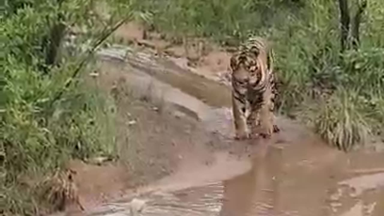 Tiger vs King Cobra