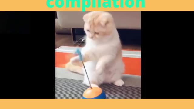 Funny cat playing