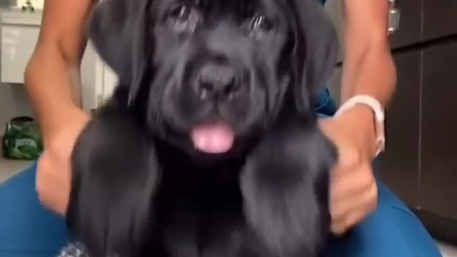 Puppy drums!
