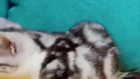 Newly bought kitten, really super cute