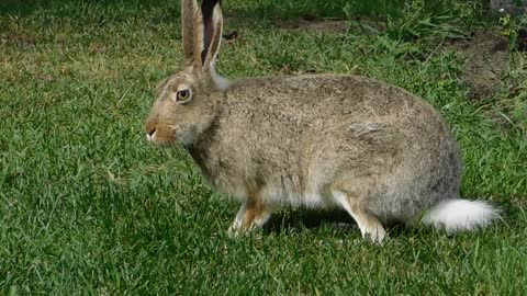 A Rabbit Feeding On The Grass