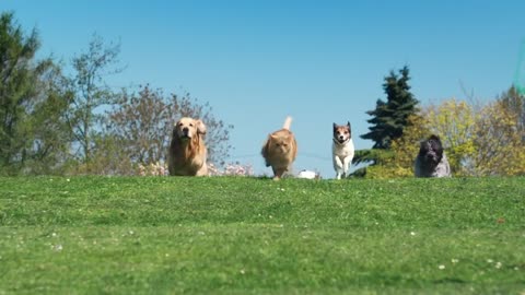 Be more dog refresh