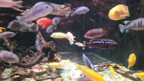 The fish in the aquarium are swimming.