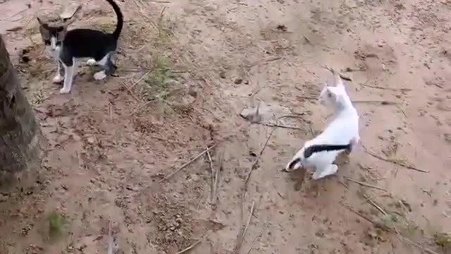 Gatos brincando...meus mais novos gatinhos