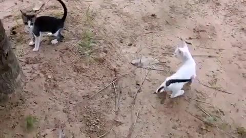 Gatos brincando...meus mais novos gatinhos