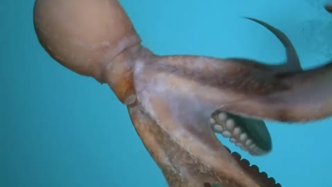 Octopus was Stopped swimming