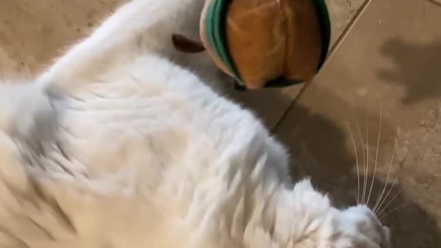 So funny video ππ€£