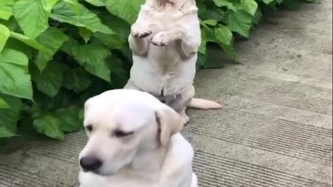 funny dogs video