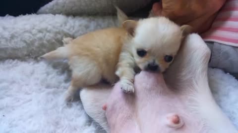 Teeny Tiny Chihuahua pup nursing