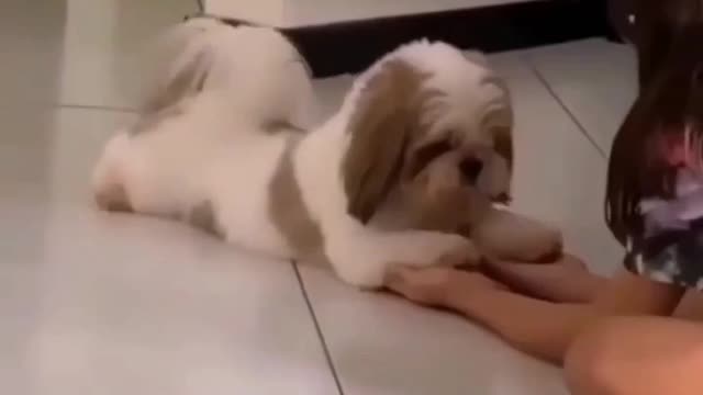 Cute puppy reacts to laugh