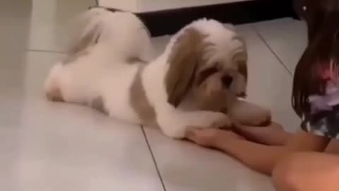 Cute puppy reacts to laugh