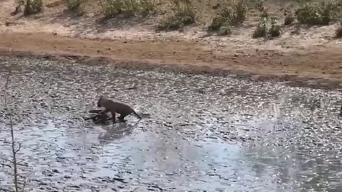 Lion Attack Buffalo