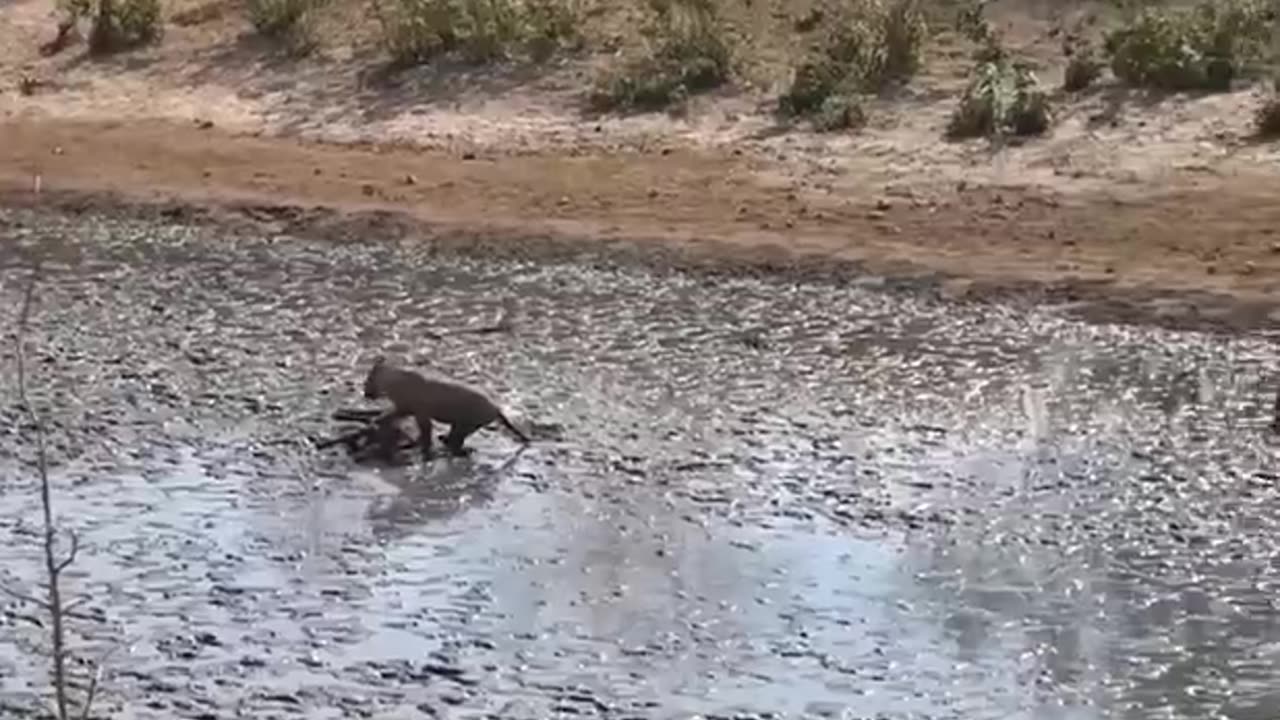 Lion Attack Buffalo