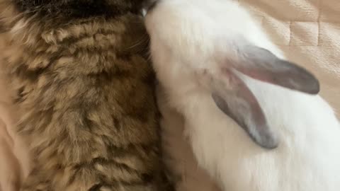 Cute cat sleep hugging a cute rubbet