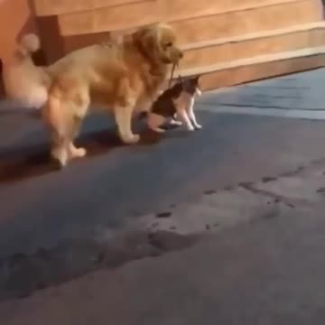 Good boi doing what good boi does best.