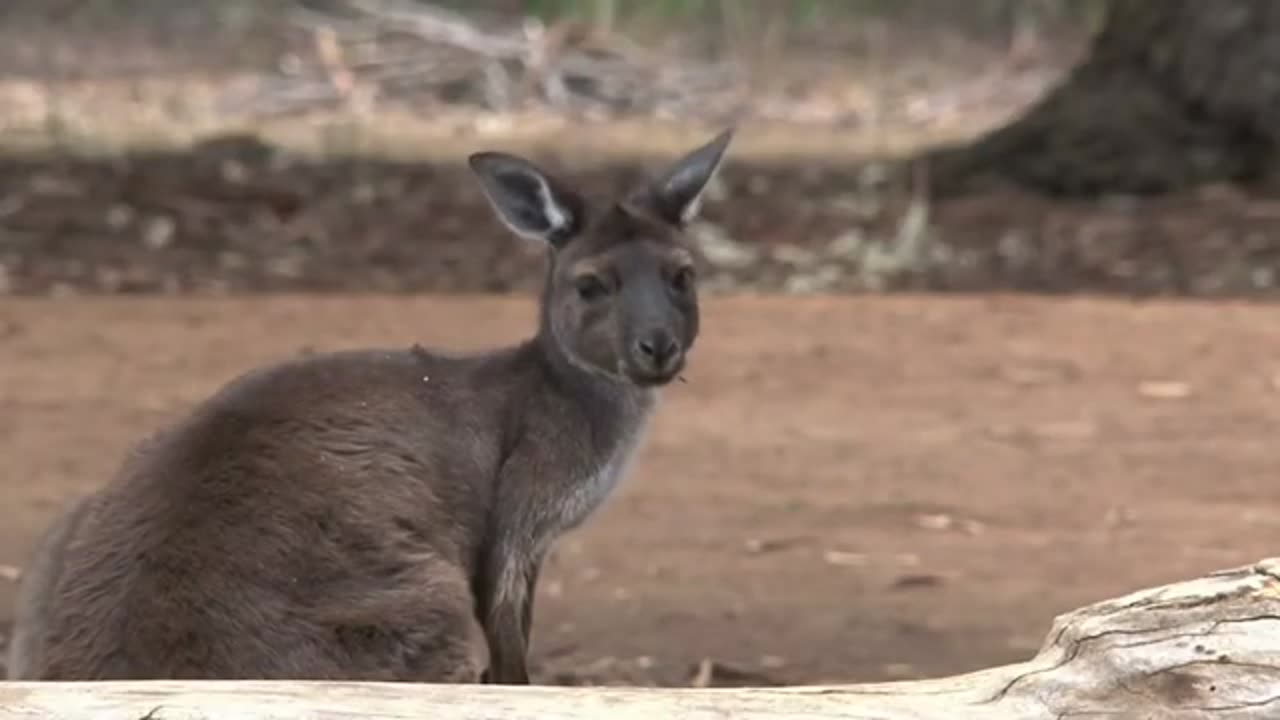 KANGAROO !!!!