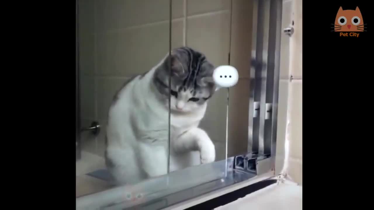 Risa - Animales - Perros