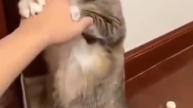 Cute 🥰 funny Cat Video