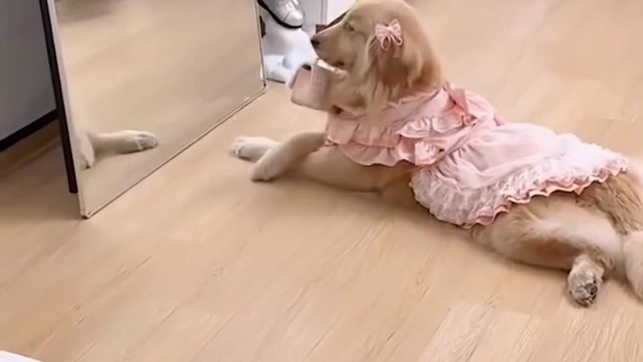 FUNNY VIDEO DOGS PART 2