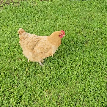 OMC! How much does this chicken love grass!? 🐔💖💞🥗 #chickens #love #grass #question #shorts
