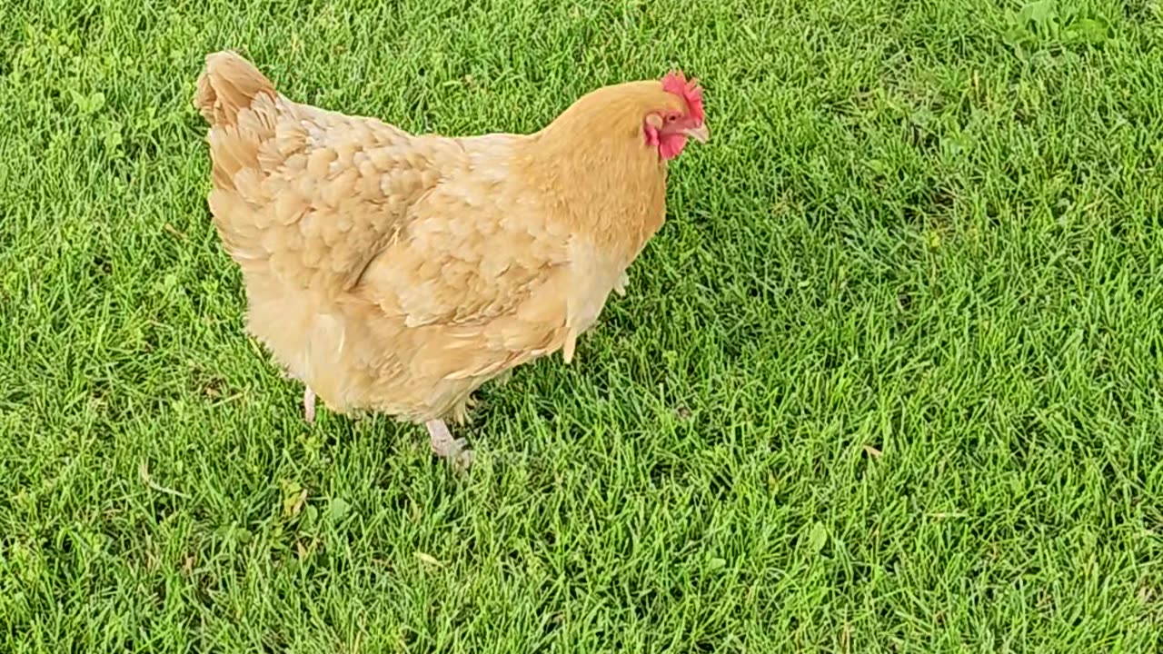 OMC! How much does this chicken love grass!? 🐔💖💞🥗 #chickens #love #grass #question #shorts