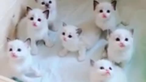 So cute pussi cat beautiful fanny video.