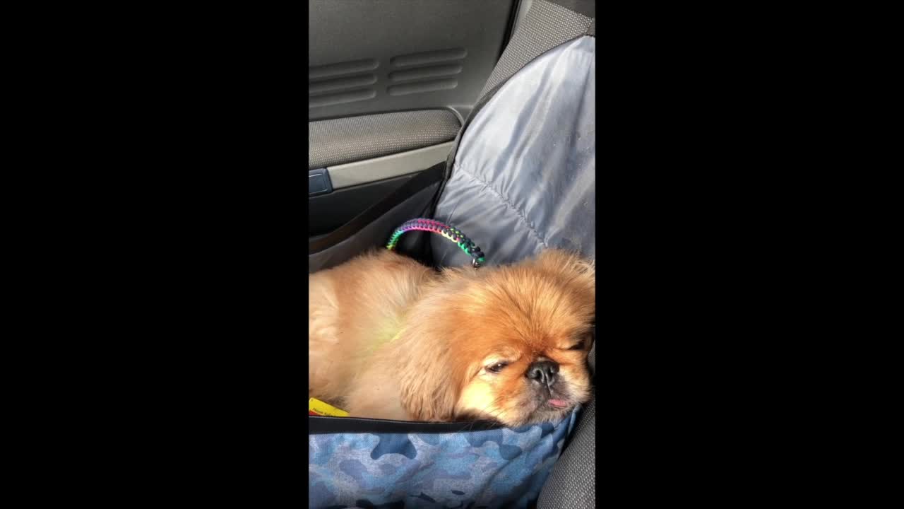 A Dog's Life - Nothing to do!